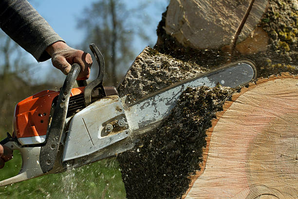 How Our Tree Care Process Works  in Argo, AL